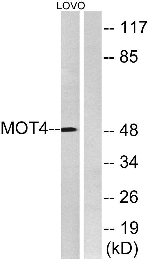 MCT4 Rabbit Polyclonal Antibody