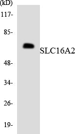 MCT8 Rabbit Polyclonal Antibody