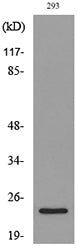 MDA-7 Rabbit Polyclonal Antibody