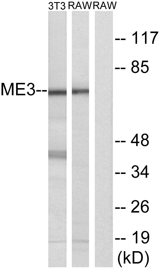 ME3 Rabbit Polyclonal Antibody
