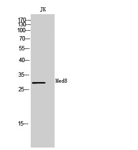 Med8 Rabbit Polyclonal Antibody
