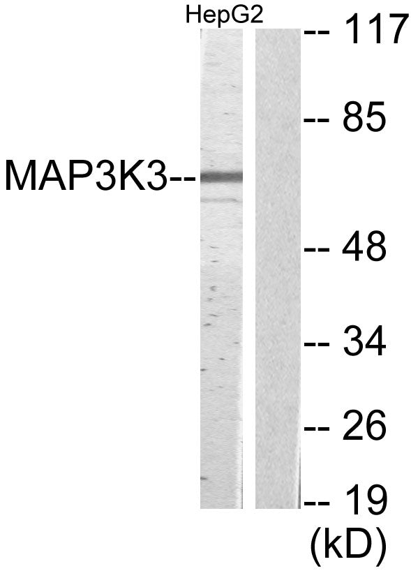 MEK Kinase-3 Rabbit Polyclonal Antibody