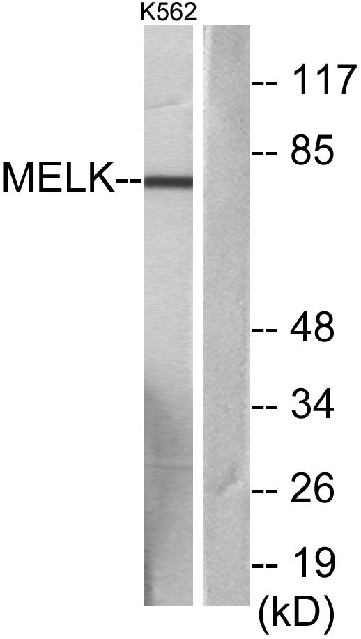 MELK Rabbit Polyclonal Antibody