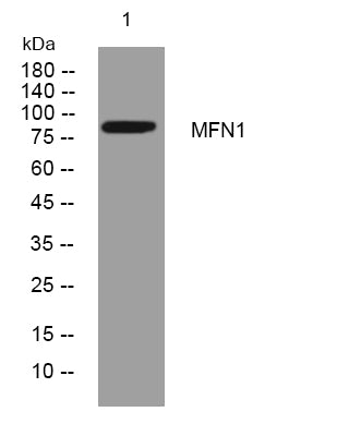 MFN1 Rabbit Polyclonal Antibody