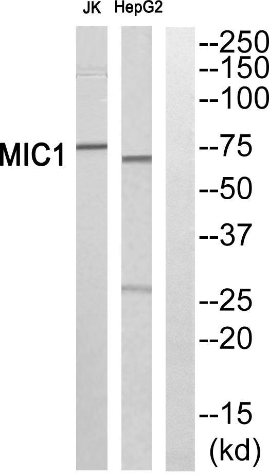 Mic-1 Rabbit Polyclonal Antibody