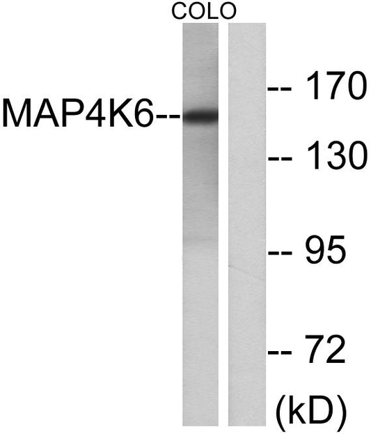MINK1 Rabbit Polyclonal Antibody