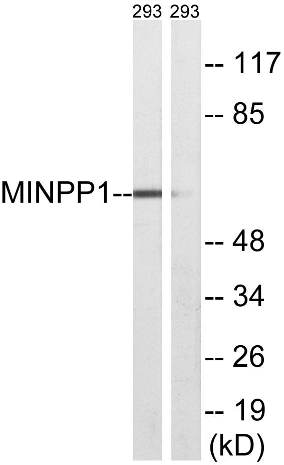MIPP Rabbit Polyclonal Antibody