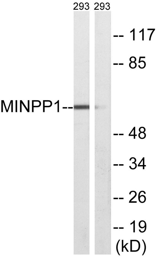 MIPP Rabbit Polyclonal Antibody