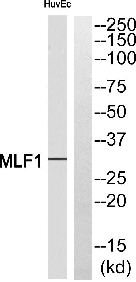 MLF1 Rabbit Polyclonal Antibody