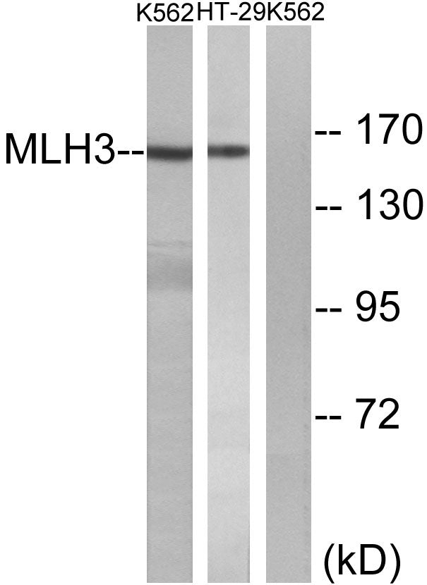MLH3 Rabbit Polyclonal Antibody