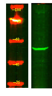 MOT6 Rabbit Polyclonal Antibody
