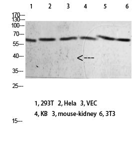 Mox1 Rabbit Polyclonal Antibody
