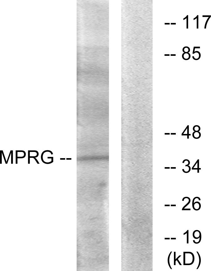 mPRγ Rabbit Polyclonal Antibody