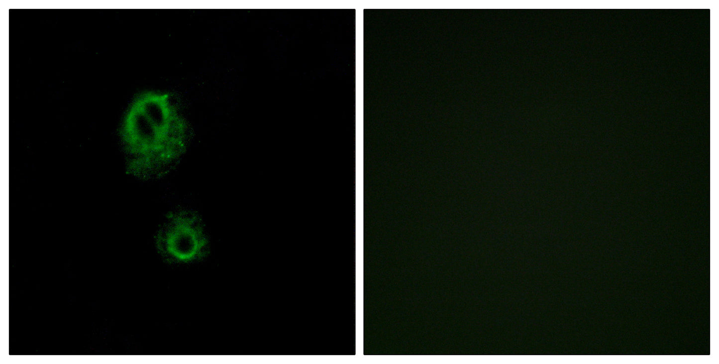 MRGG Rabbit Polyclonal Antibody