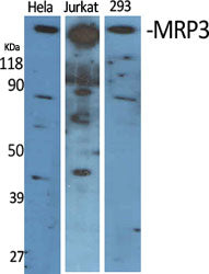 MRP3 Rabbit Polyclonal Antibody