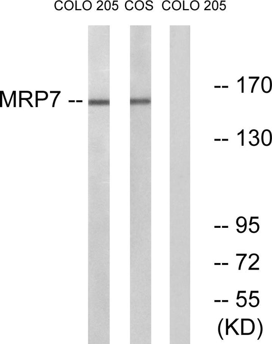 MRP7 Rabbit Polyclonal Antibody