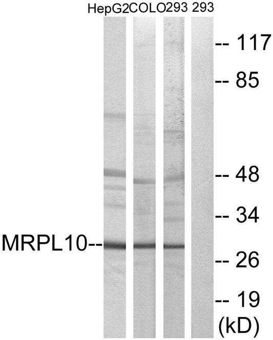 MRP-L10 Rabbit Polyclonal Antibody