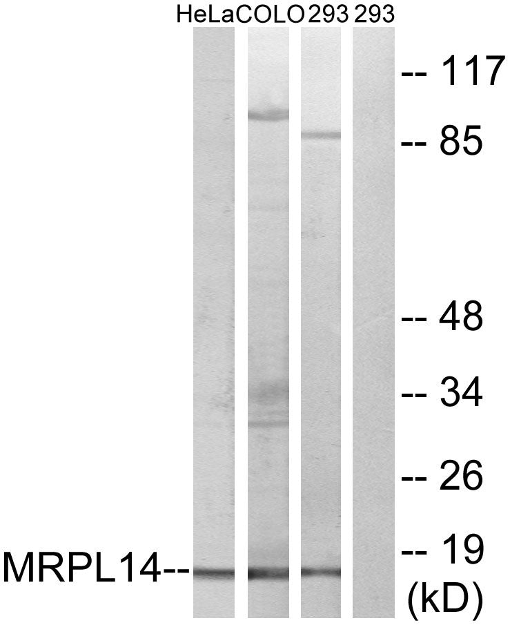 MRP-L14 Rabbit Polyclonal Antibody