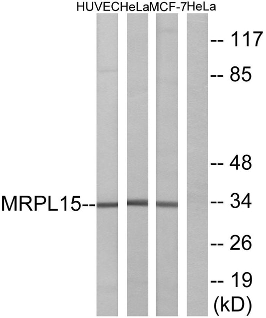 MRP-L15 Rabbit Polyclonal Antibody
