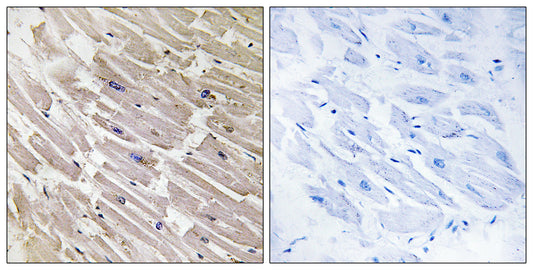 MRP-L16 Rabbit Polyclonal Antibody