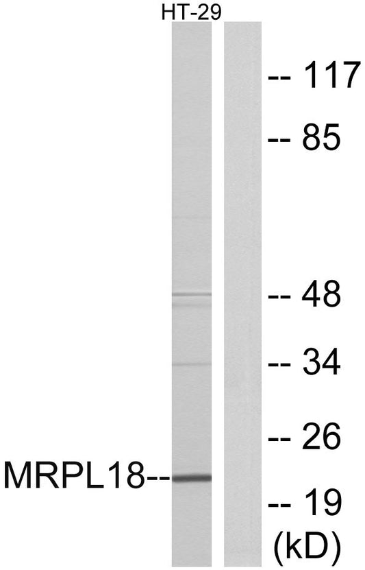 MRP-L18 Rabbit Polyclonal Antibody