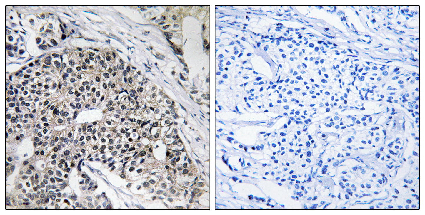 MRP-L24 Rabbit Polyclonal Antibody