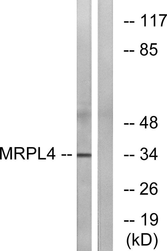 MRP-L4 Rabbit Polyclonal Antibody
