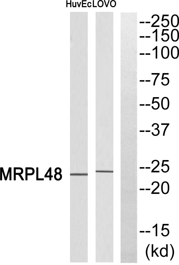 MRP-L48 Rabbit Polyclonal Antibody
