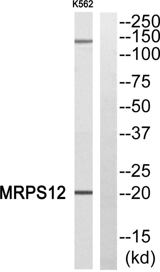 MRP-S12 Rabbit Polyclonal Antibody