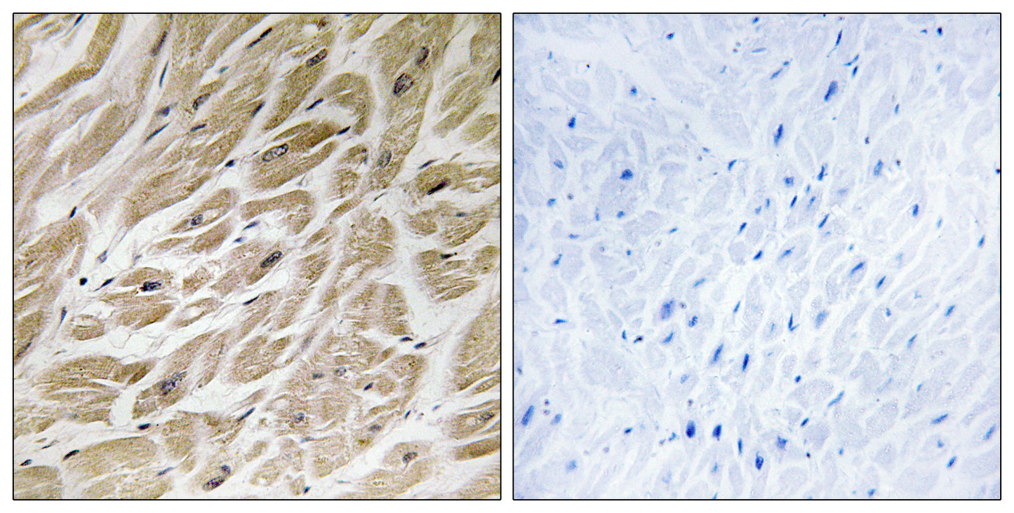 MRP-S24 Rabbit Polyclonal Antibody