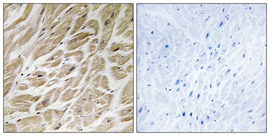 MRP-S24 Rabbit Polyclonal Antibody