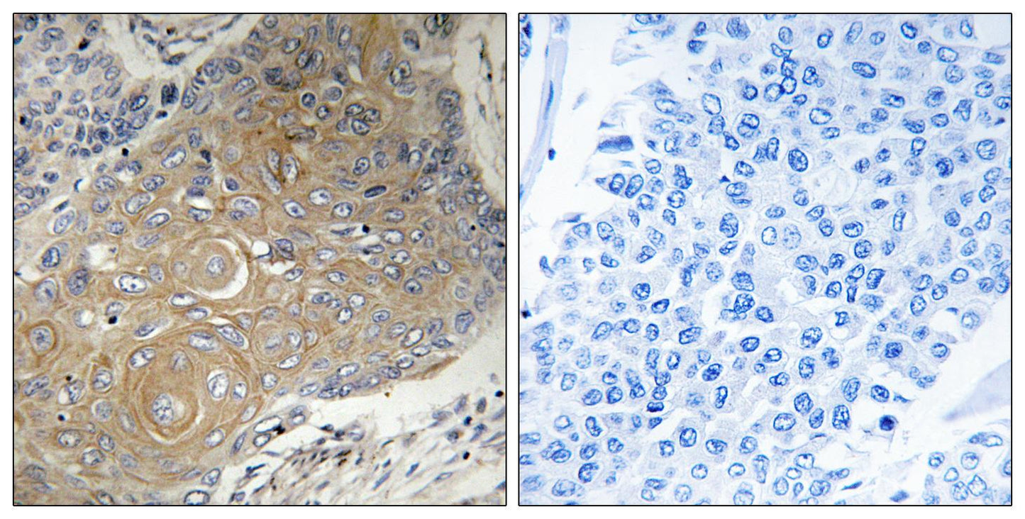 MRP-S33 Rabbit Polyclonal Antibody