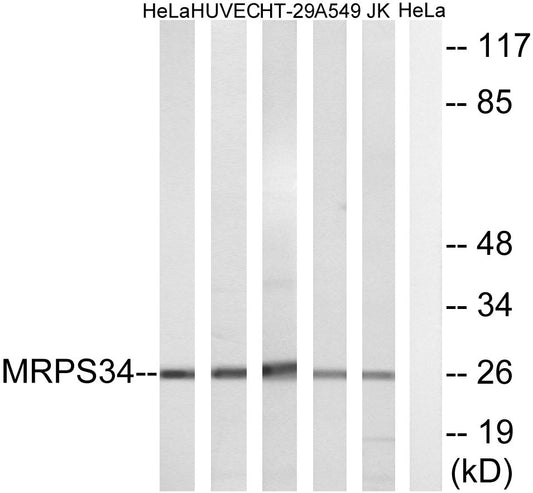 MRP-S34 Rabbit Polyclonal Antibody