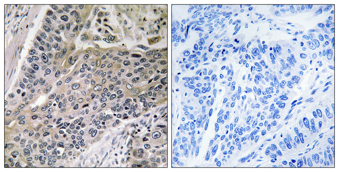 MRP-S7 Rabbit Polyclonal Antibody
