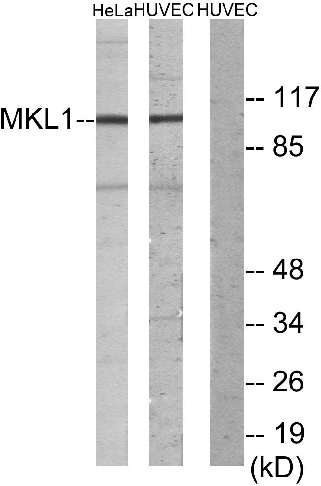 MRTF-A Rabbit Polyclonal Antibody