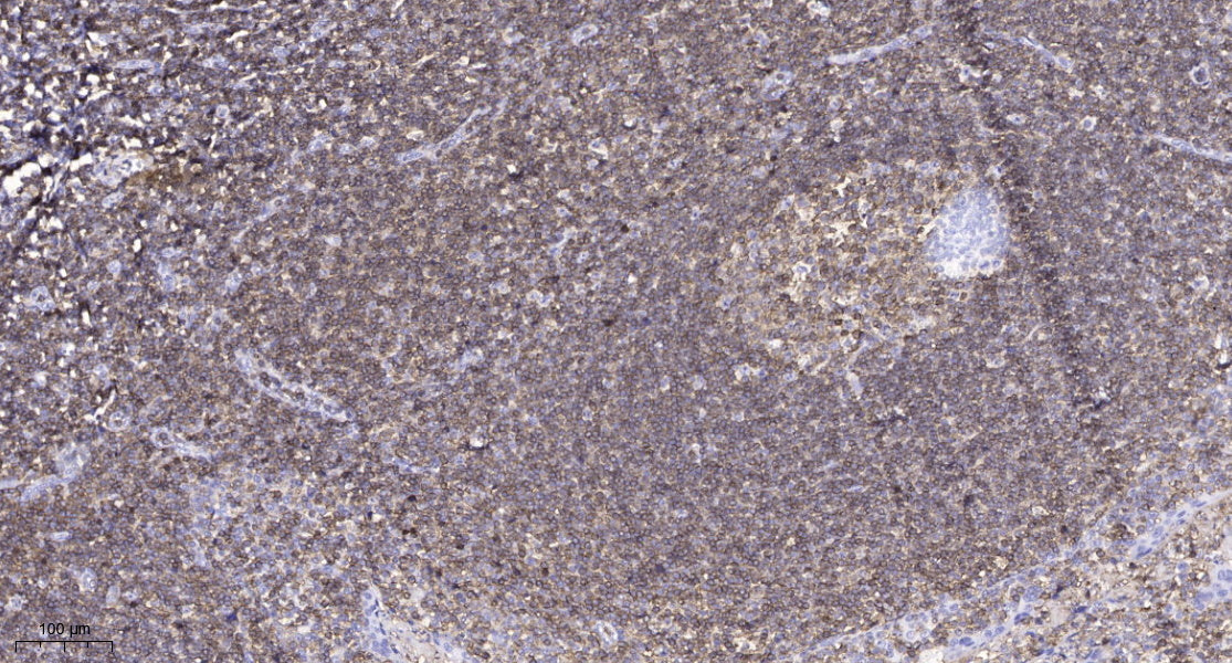MUC3A Rabbit Polyclonal Antibody