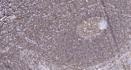 MUC3A Rabbit Polyclonal Antibody