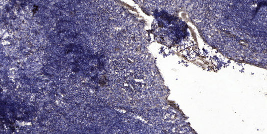 MUC5B Rabbit Polyclonal Antibody