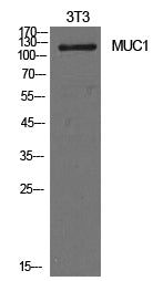 Mucin 1 Rabbit Polyclonal Antibody