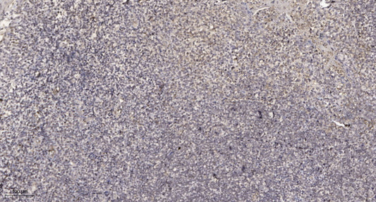 MXRA5 Rabbit Polyclonal Antibody