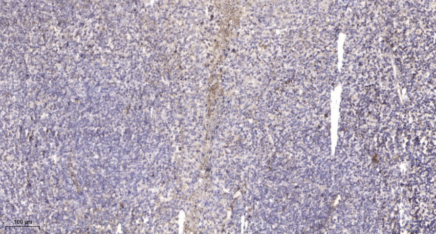 MY18B Rabbit Polyclonal Antibody