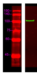 MYCD Rabbit Polyclonal Antibody