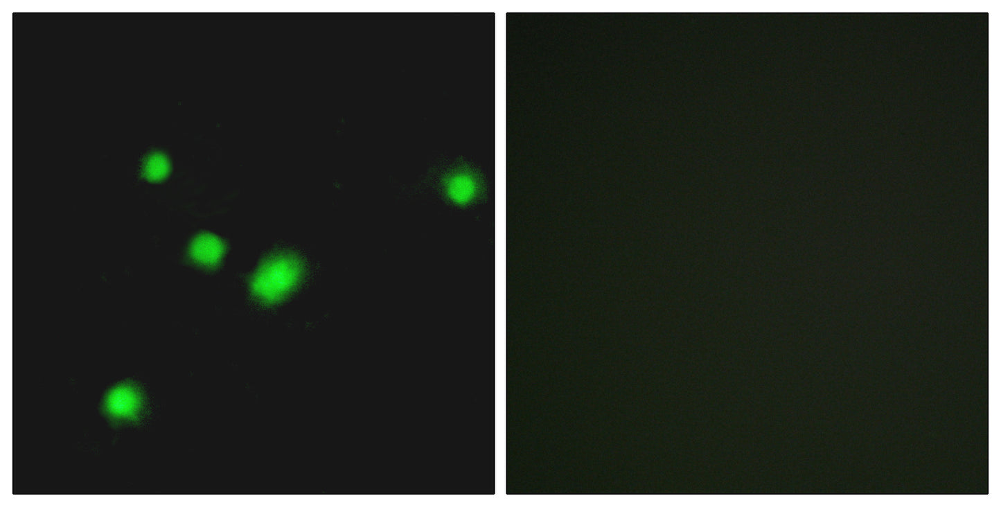 MYH Rabbit Polyclonal Antibody
