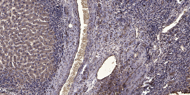 Myosin IXb Rabbit Polyclonal Antibody