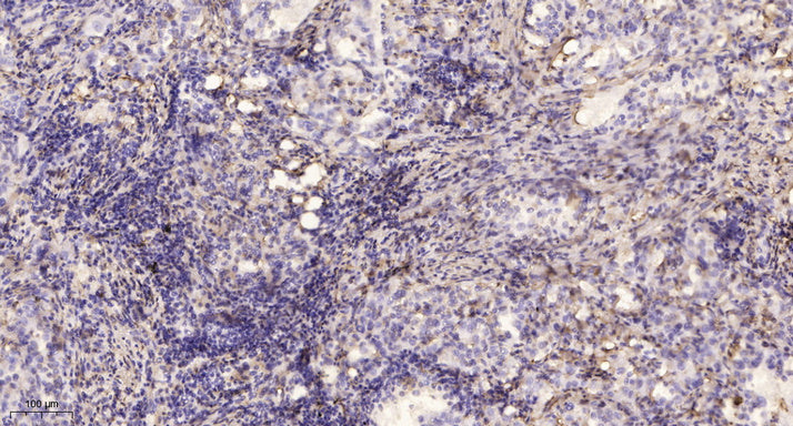 Myosin VA Rabbit Polyclonal Antibody