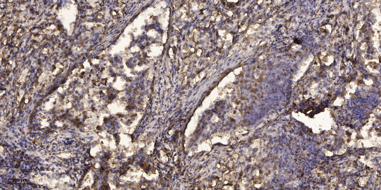 Myosin XVI Rabbit Polyclonal Antibody