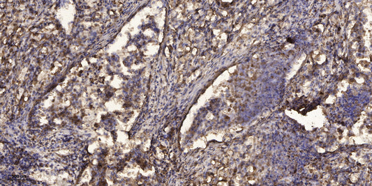 Myosin XVI Rabbit Polyclonal Antibody