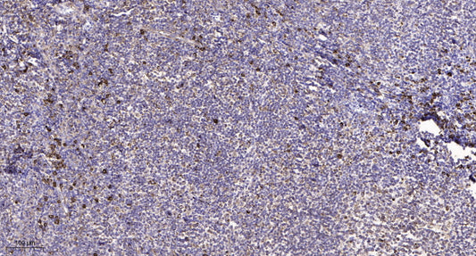 Na+ CP type IIα Rabbit Polyclonal Antibody