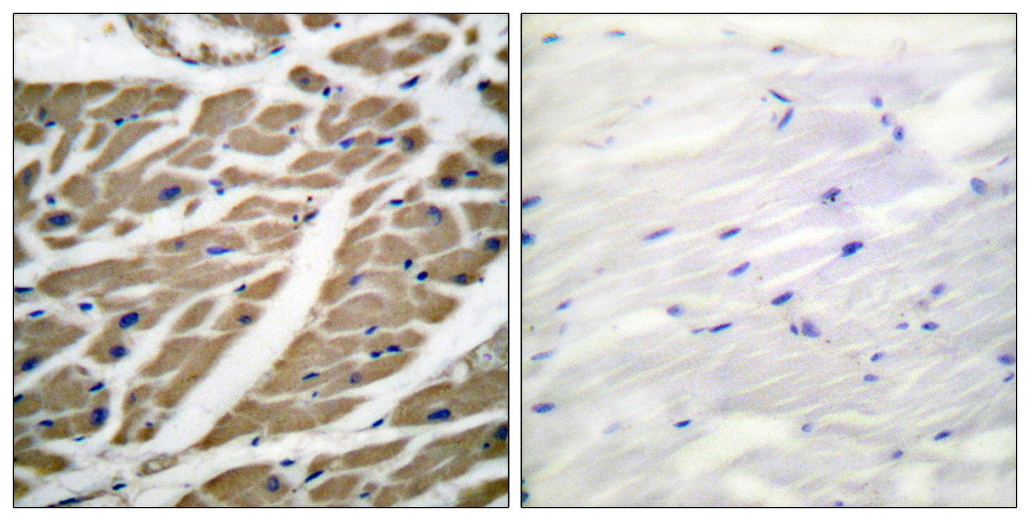 Na+ CP-pan Rabbit Polyclonal Antibody