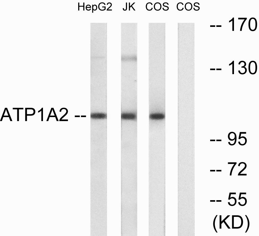 Na+/K+-ATPase α2 Rabbit Polyclonal Antibody